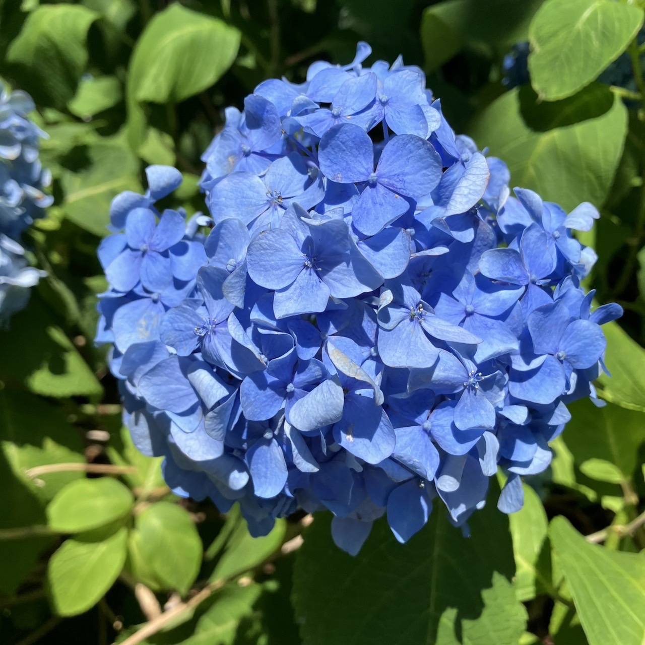AKBT土崎港店【花観察】紫陽花😊 AKBT 土崎港店のブログ 写真3