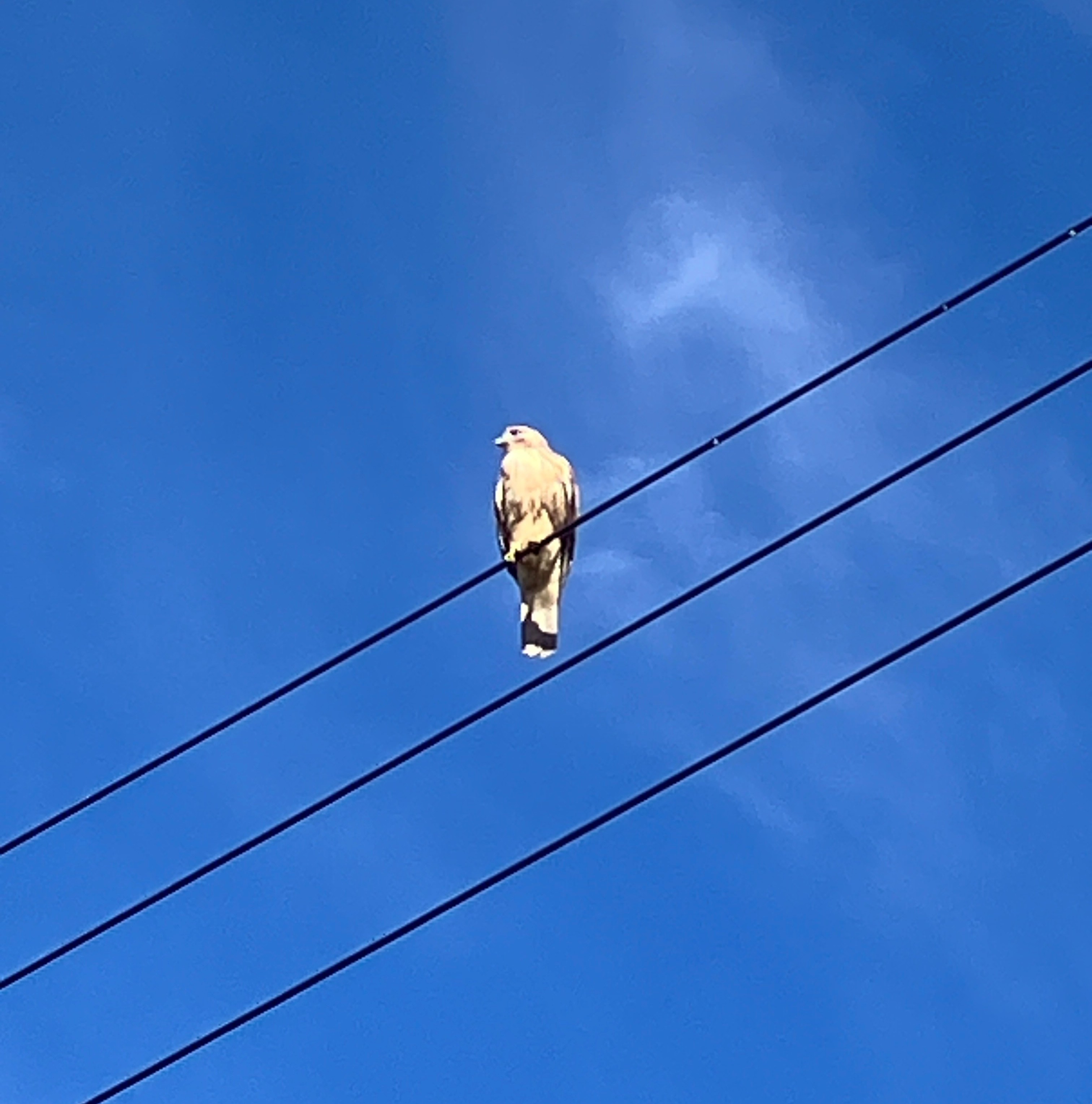 AKBT土崎港店【野鳥ブログ】🐦 AKBT 土崎港店のブログ 写真2