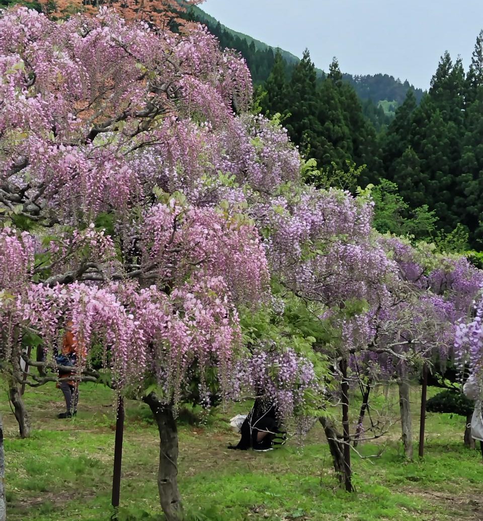 十ノ瀬 藤の郷 藤園（大館市）😊 AKBT 土崎港店のブログ 写真3