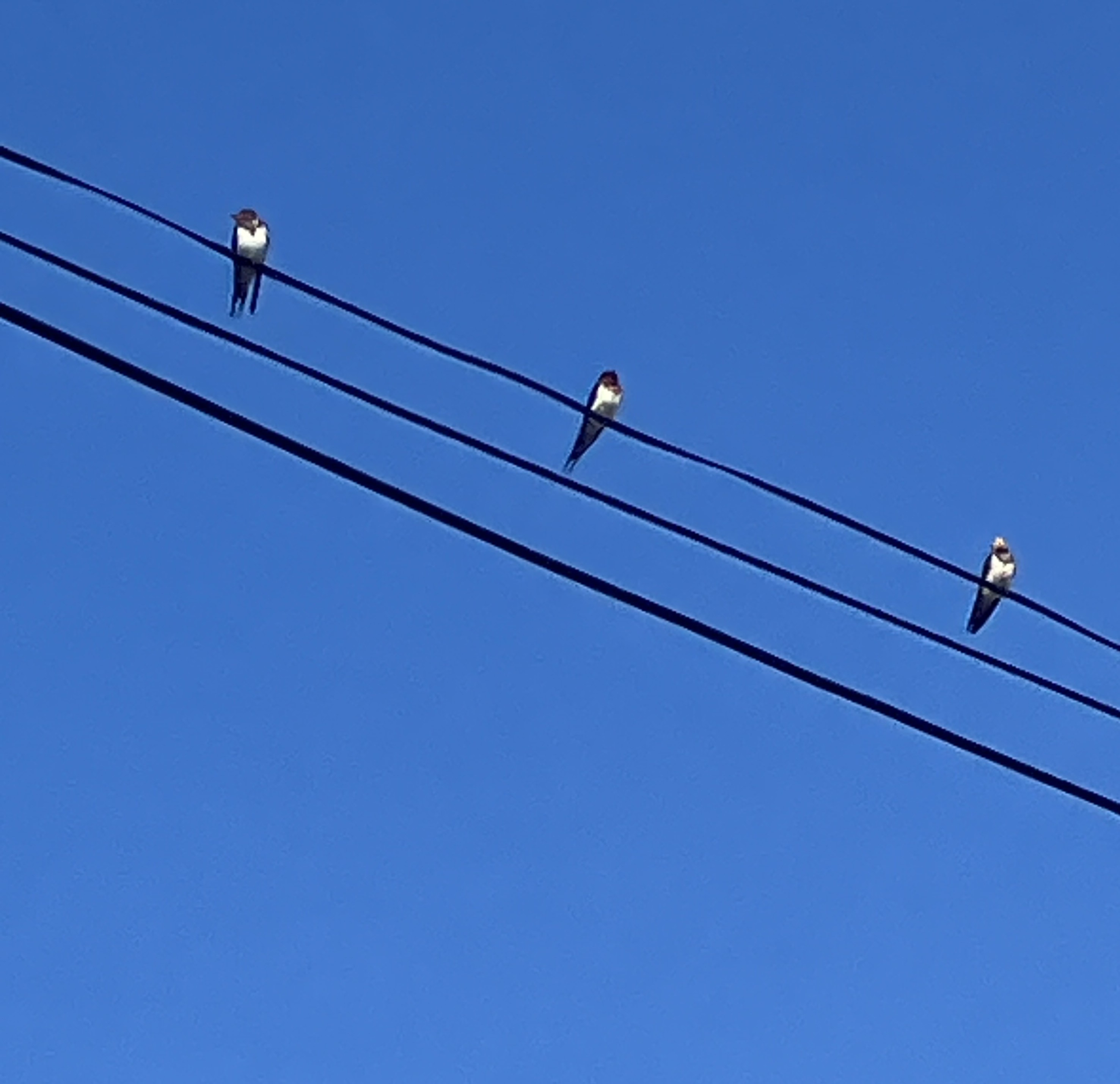 AKBT土崎港店【鳥ブログ】🐦 AKBT 土崎港店のブログ 写真2