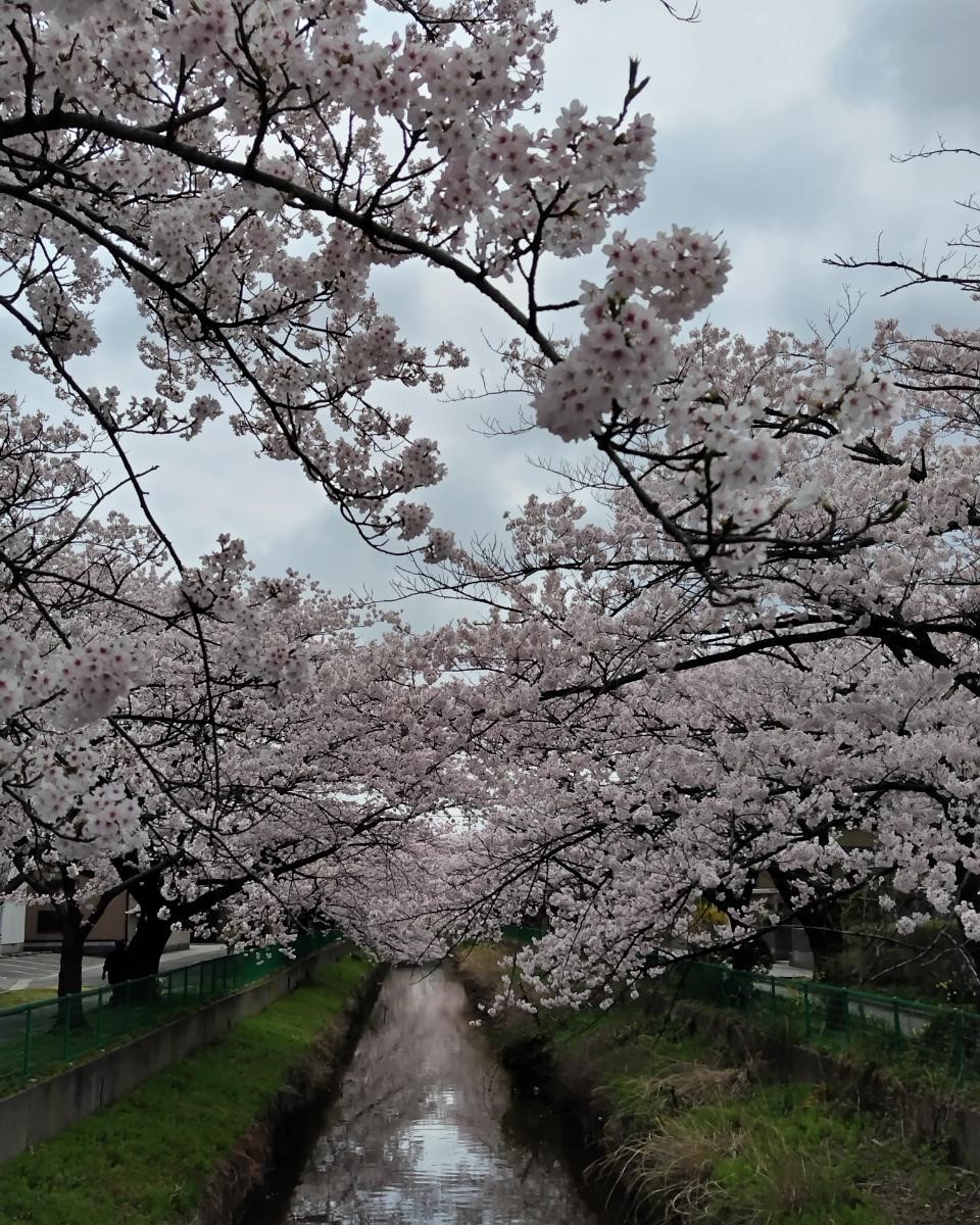 🌸2025年 花見ブログ🌸 秋田市編 AKBT 土崎港店のブログ 写真1