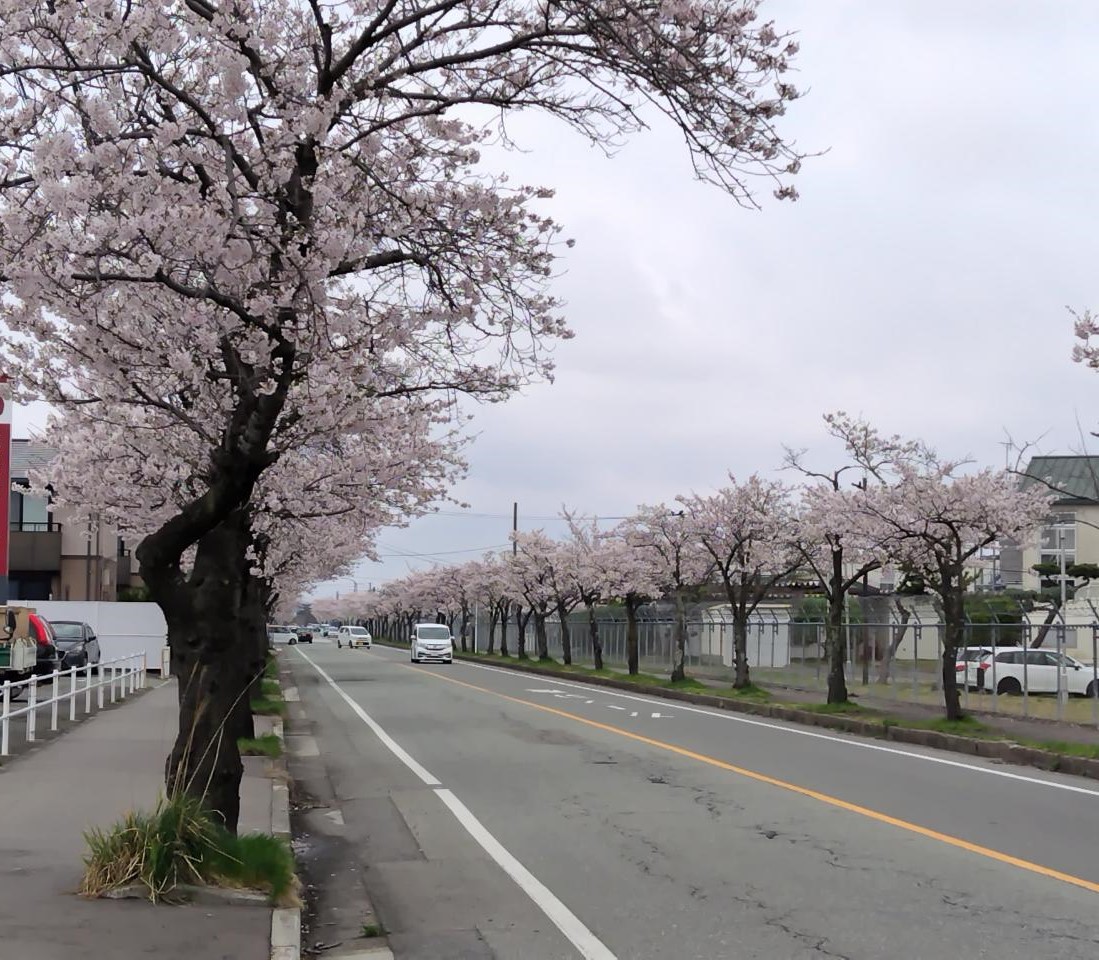 🌸2025年 花見ブログ🌸 秋田市編 AKBT 土崎港店のブログ 写真2