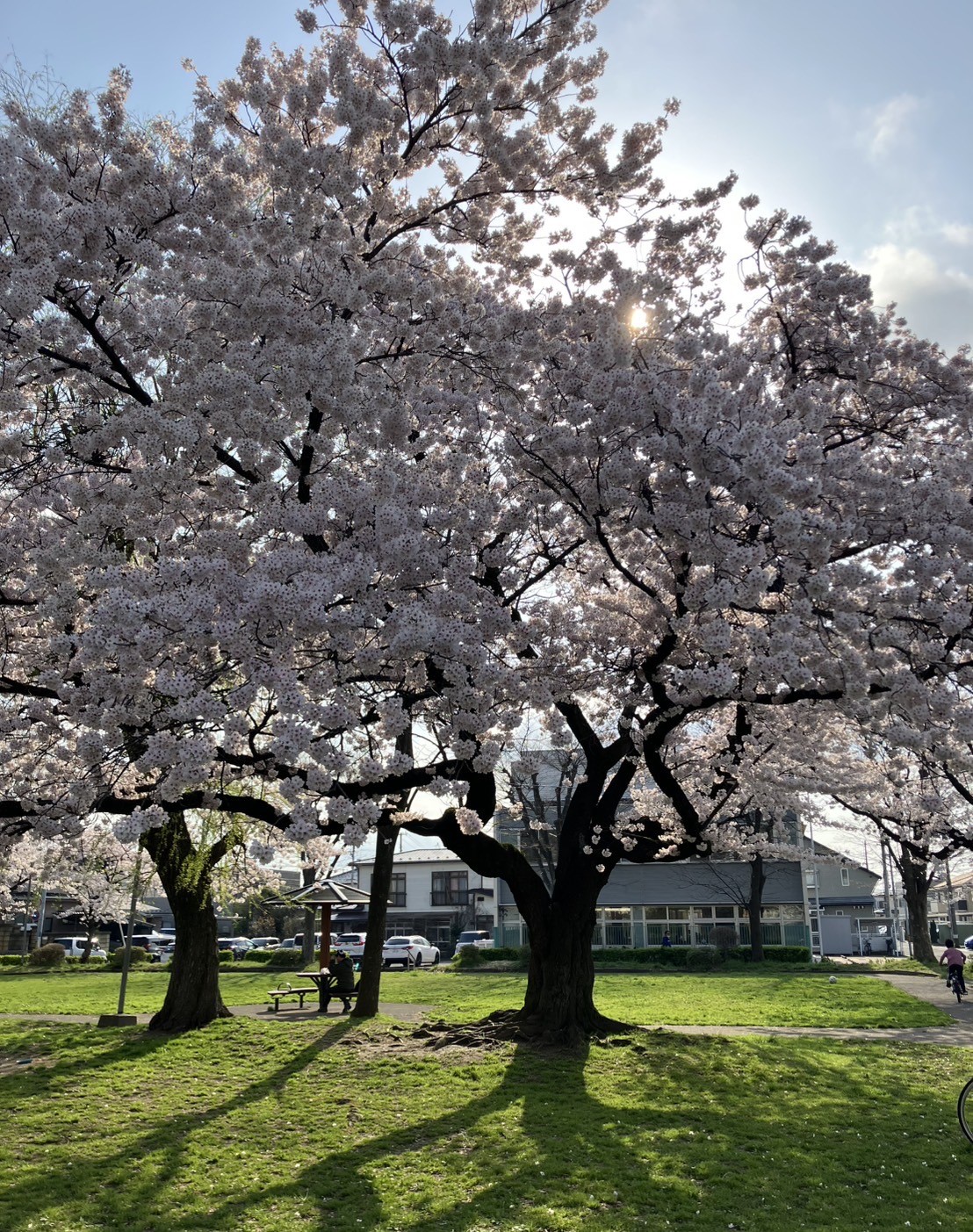 🌸2025年 花見ブログ🌸 秋田市編 AKBT 土崎港店のブログ 写真4