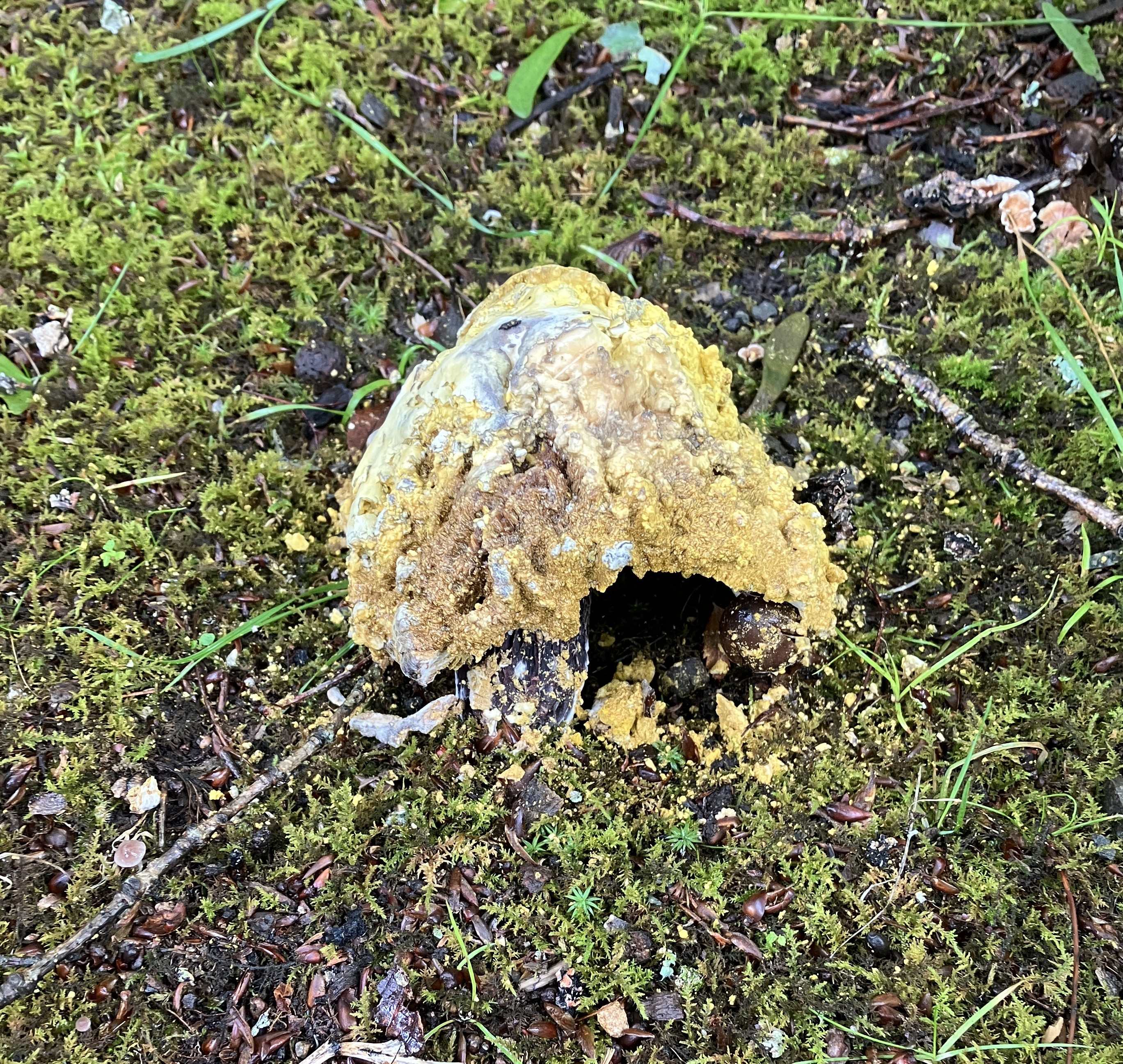 AKBT土崎港店【キノコ ブログ】食べたら危険なキノコ🍄その後・・・ AKBT 土崎港店のブログ 写真3