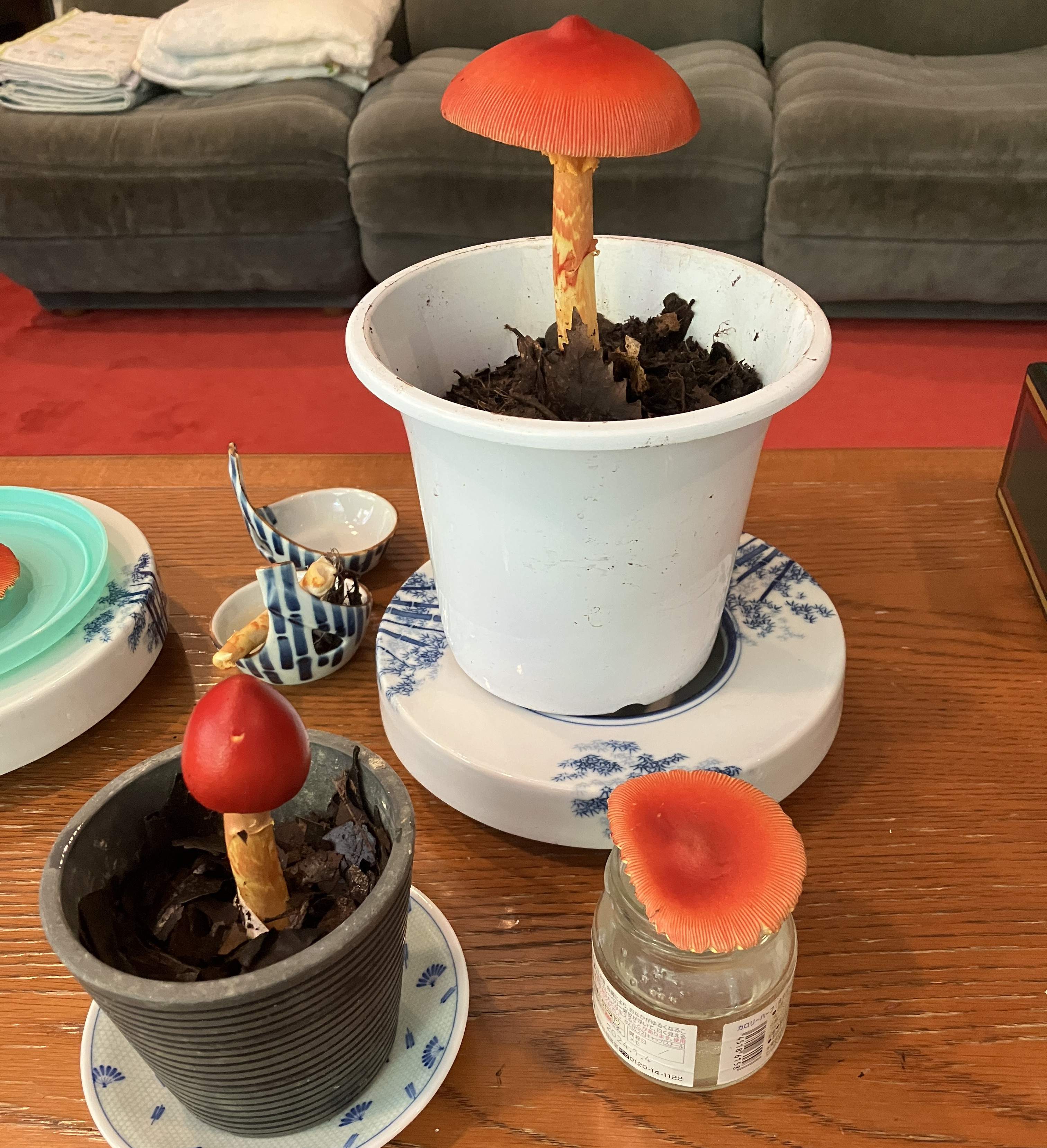 AKBT土崎港店【キノコ ブログ】タマゴタケ🍄 AKBT 土崎港店のブログ 写真4