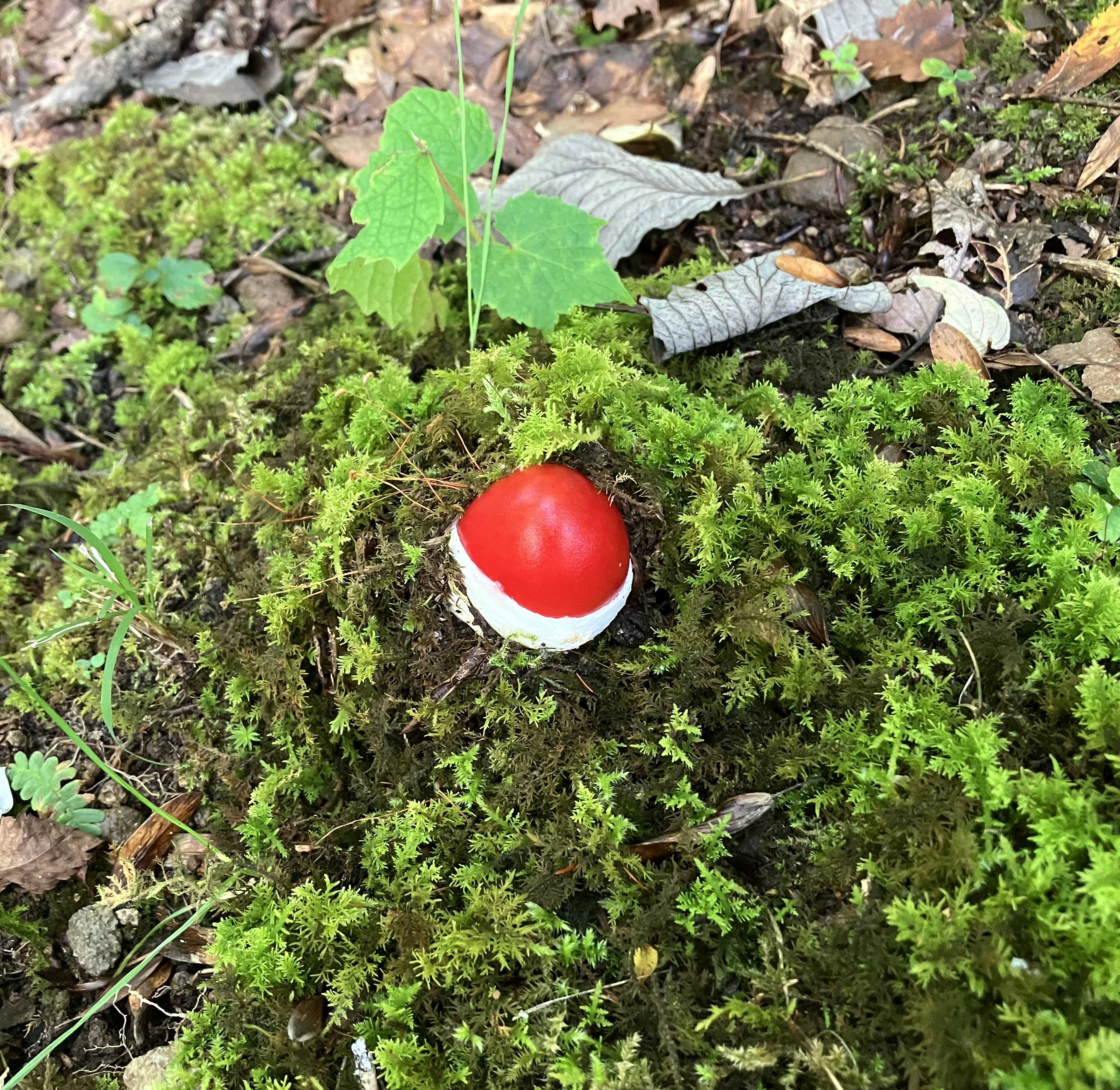 AKBT土崎港店【キノコ ブログ】タマゴタケ🍄② AKBT 土崎港店のブログ 写真1