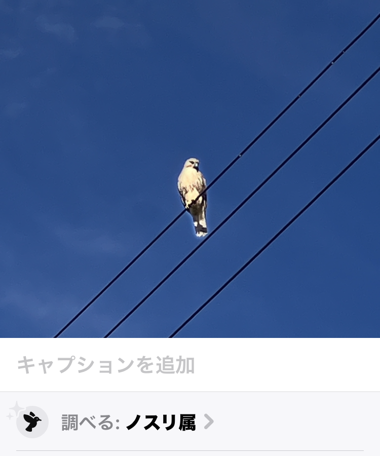 AKBT土崎港店【野鳥ブログ】🐦 AKBT 土崎港店のブログ 写真3