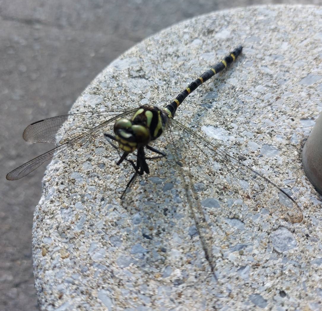 AKBT土崎港店【🐛虫ブログ🐞】オニヤンマ AKBT 土崎港店のブログ 写真2
