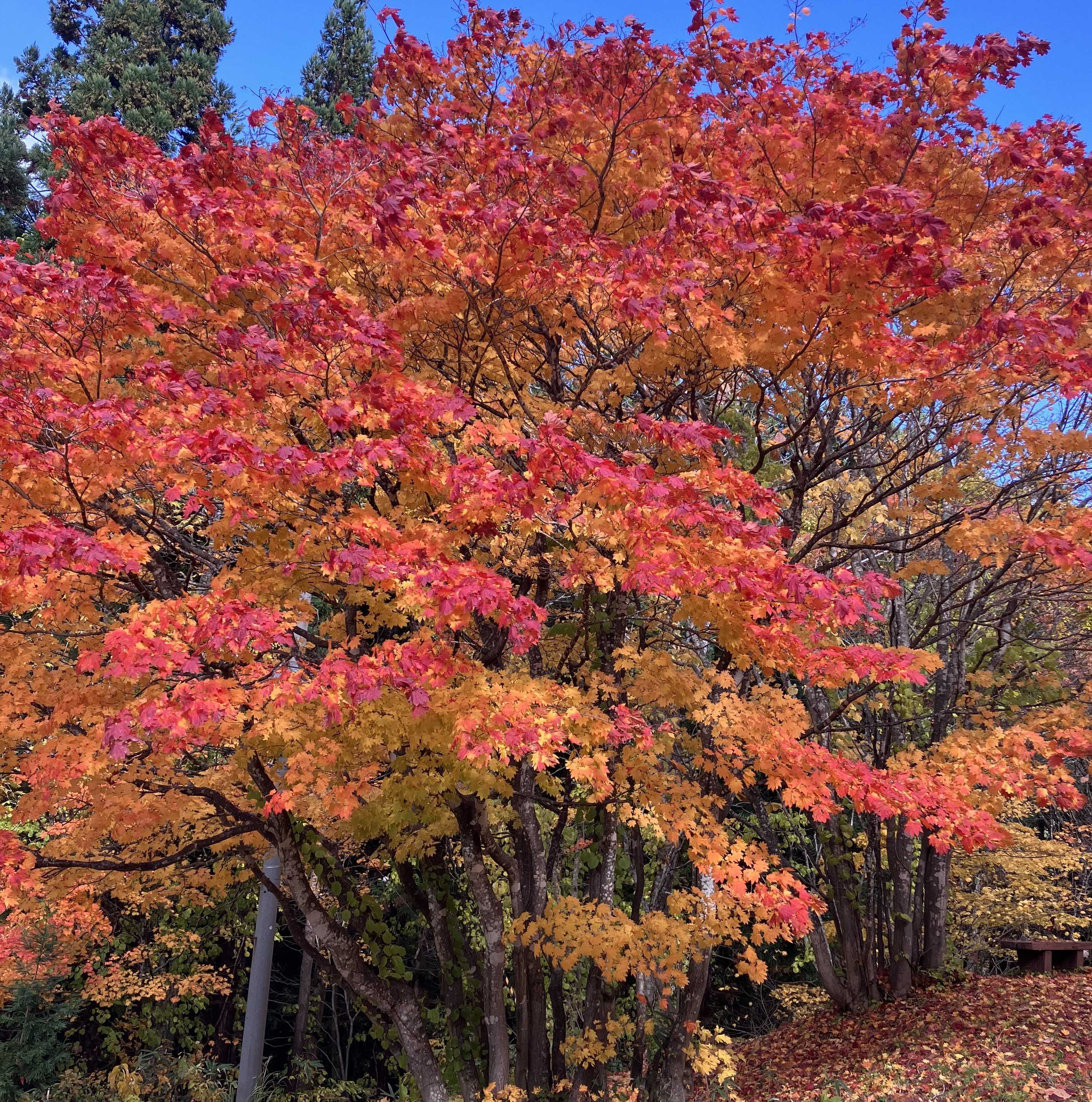 冬季間通行止め・・・アスピーテライン⛰ AKBT 土崎港店のブログ 写真4
