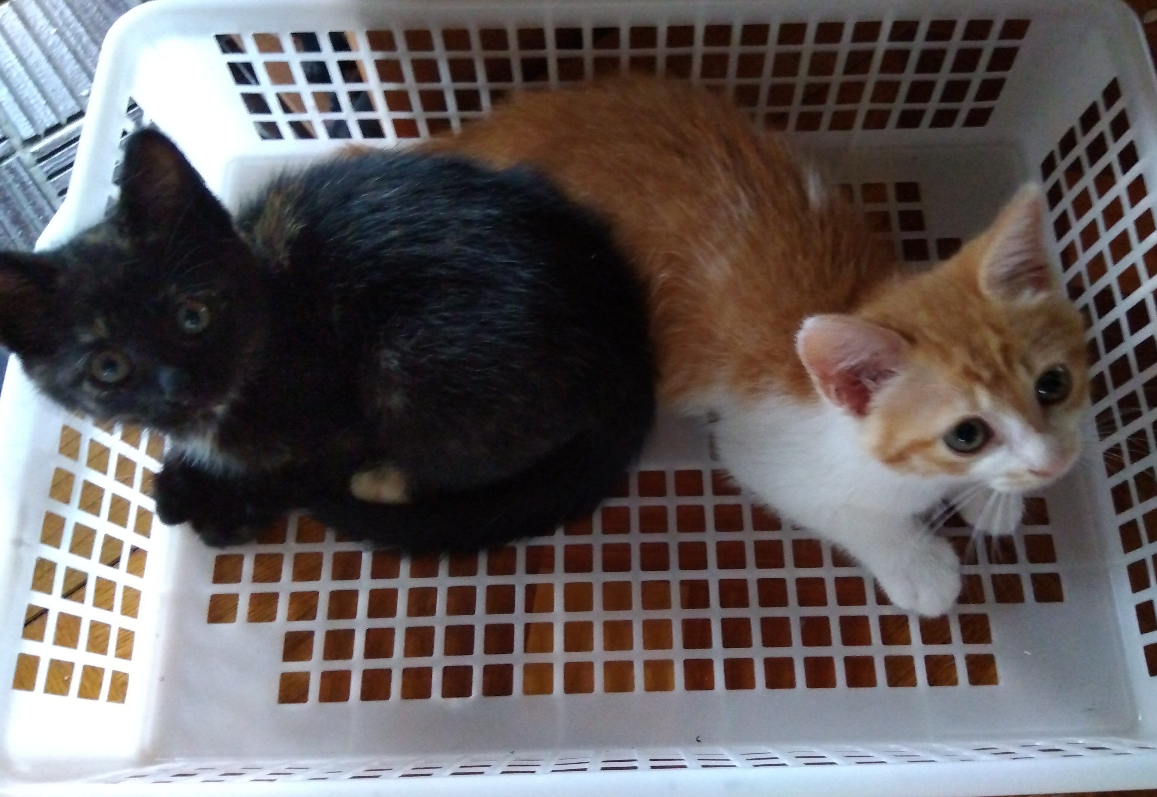 半年前に来た姉妹猫🐈 秋田ビルテックのブログ 写真1