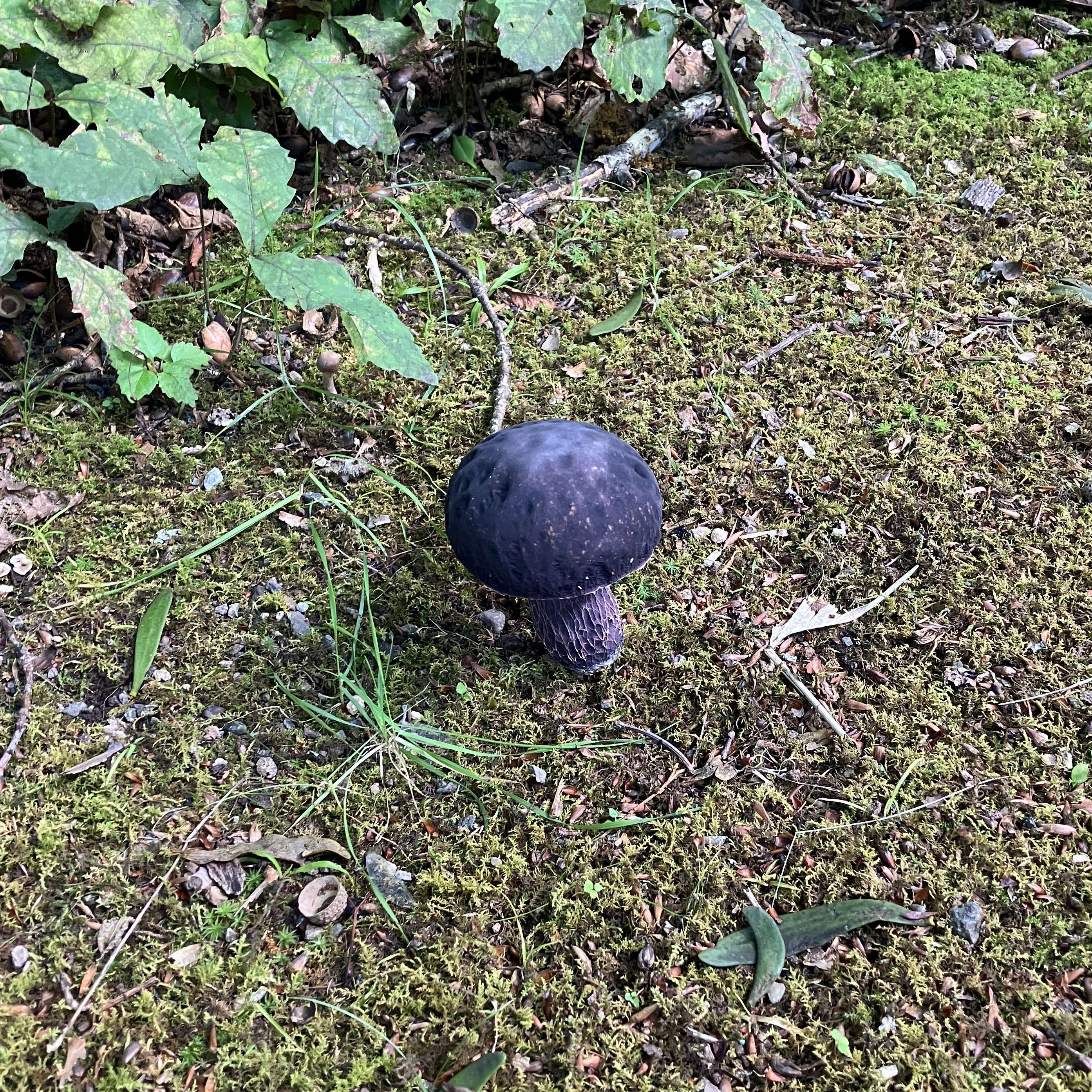 AKBT土崎港店【キノコ ブログ】食べたら危険なキノコ🍄その後・・・ AKBT 土崎港店のブログ 写真1