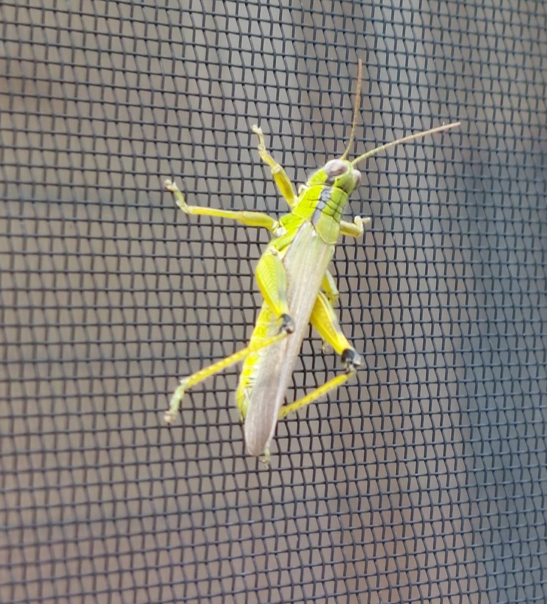 AKBT土崎港店【🐛虫ブログ🐞】イナゴ AKBT 土崎港店のブログ 写真2