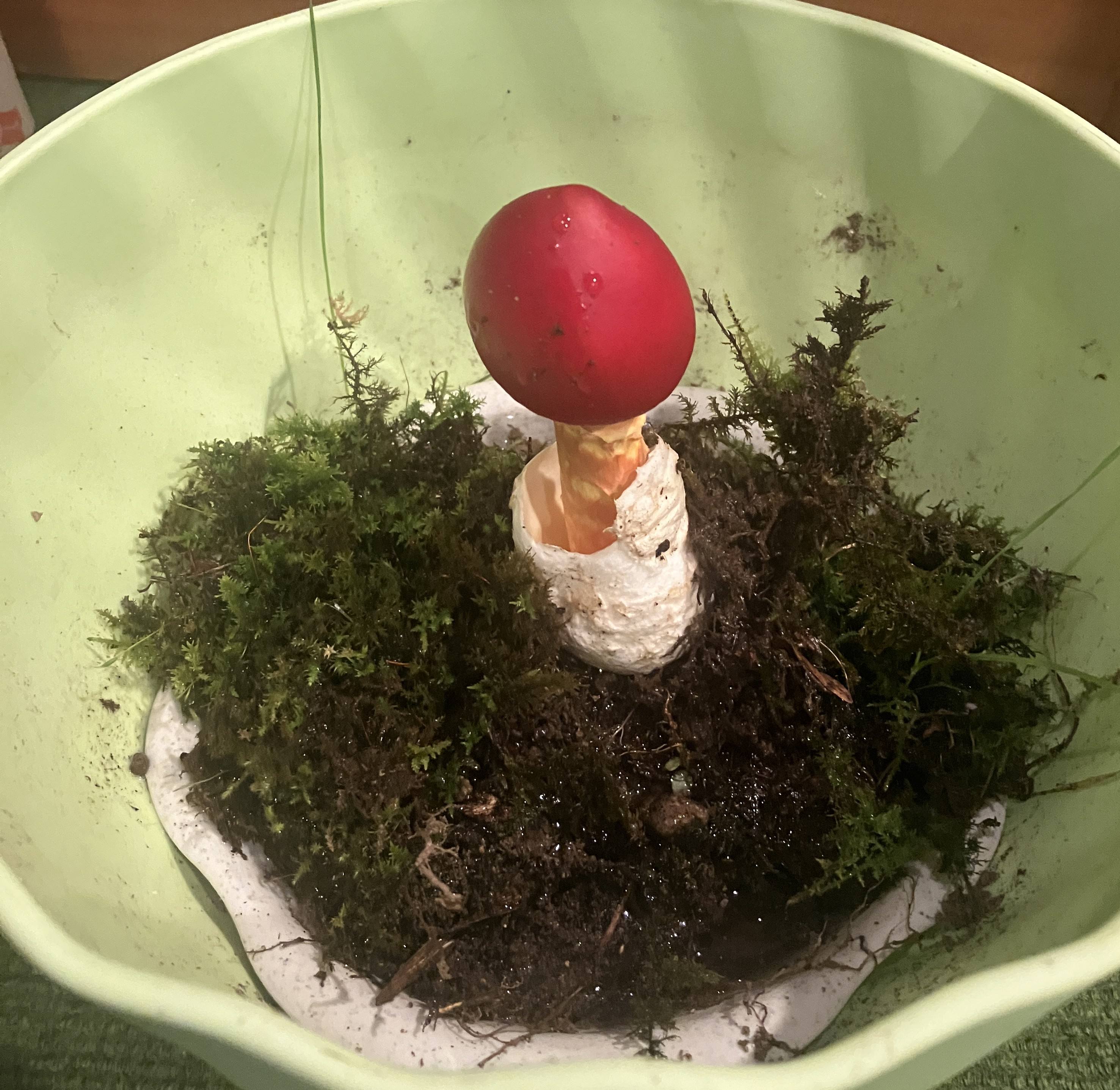 AKBT土崎港店【キノコ ブログ】タマゴタケ🍄② AKBT 土崎港店のブログ 写真2