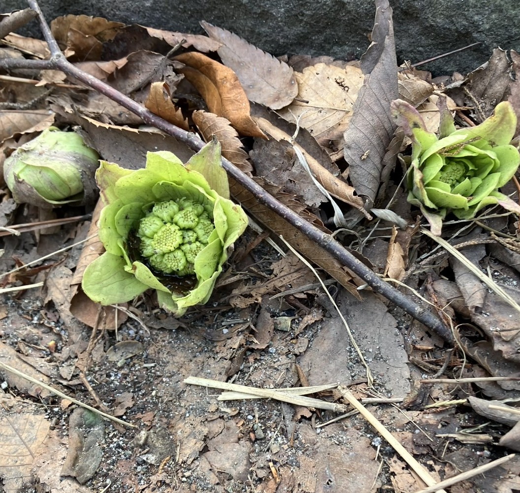 【鍋ブログ】😋 秋田ビルテックのブログ 写真3