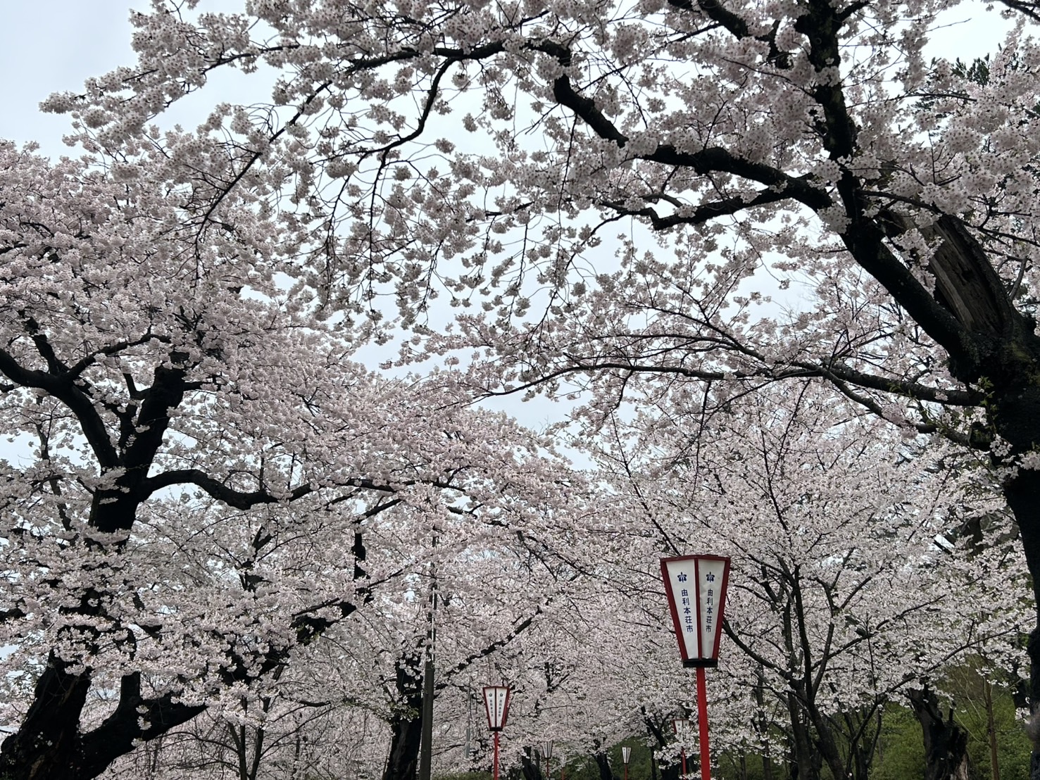 🌸お花見ブログ🌸 AKBT 土崎港店のブログ 写真1