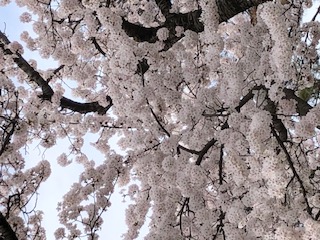 🌸桜だより🌸 AKBT 土崎港店のブログ 写真1