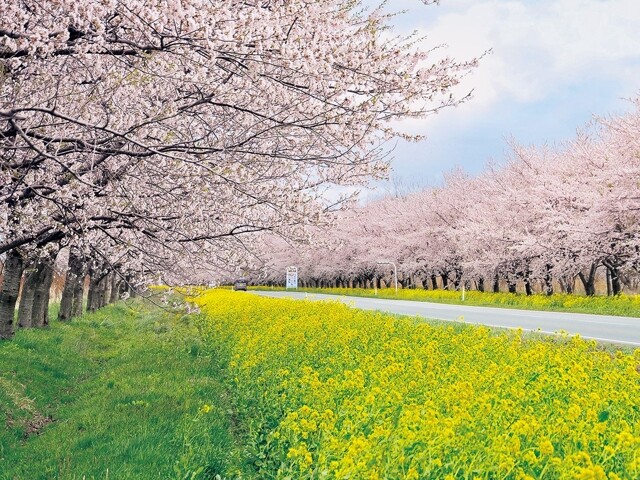 🌸桜だより🌸 AKBT 土崎港店のブログ 写真3
