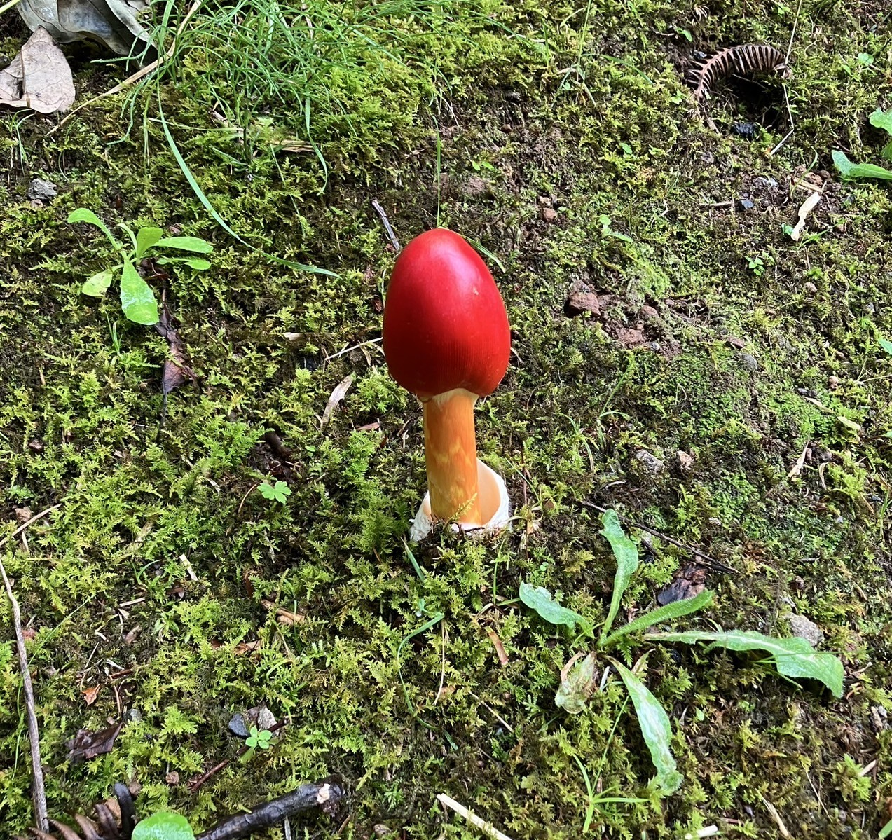 AKBT土崎港店【キノコ ブログ】食べたら危険なキノコ🍄 AKBT 土崎港店のブログ 写真1