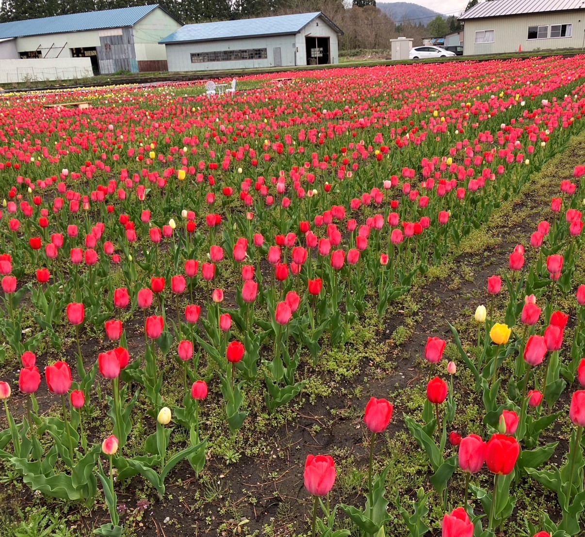 🌷大湯ストンサークル近くのチューリップ畑🌷 AKBT 土崎港店のブログ 写真2