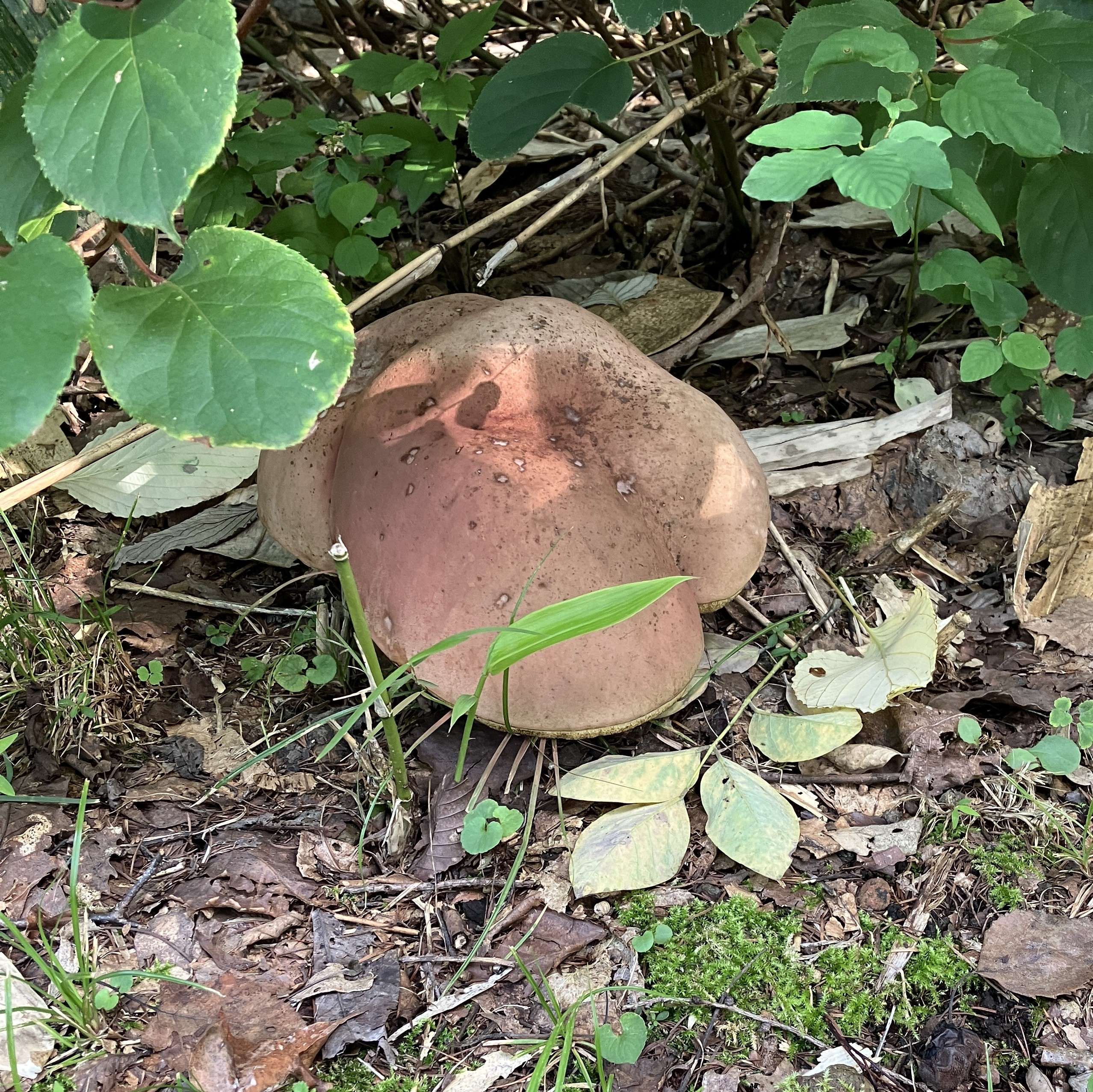 AKBT土崎港店【キノコ ブログ】食べたら危険なキノコ🍄 AKBT 土崎港店のブログ 写真4