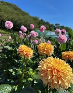 秋晴れに色鮮やかなダリア AKBT 土崎港店のブログ 写真3