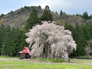 おしら様の枝垂桜🌸 AKBT 土崎港店のブログ 写真4