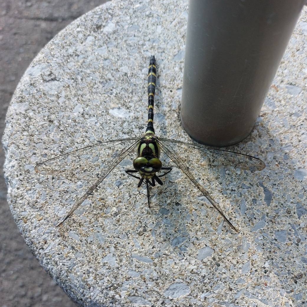 AKBT土崎港店【🐛虫ブログ🐞】オニヤンマ AKBT 土崎港店のブログ 写真1