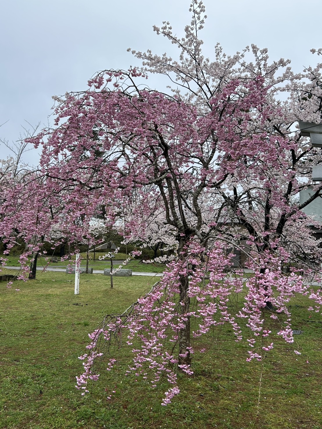 🌸お花見ブログ🌸 AKBT 土崎港店のブログ 写真2
