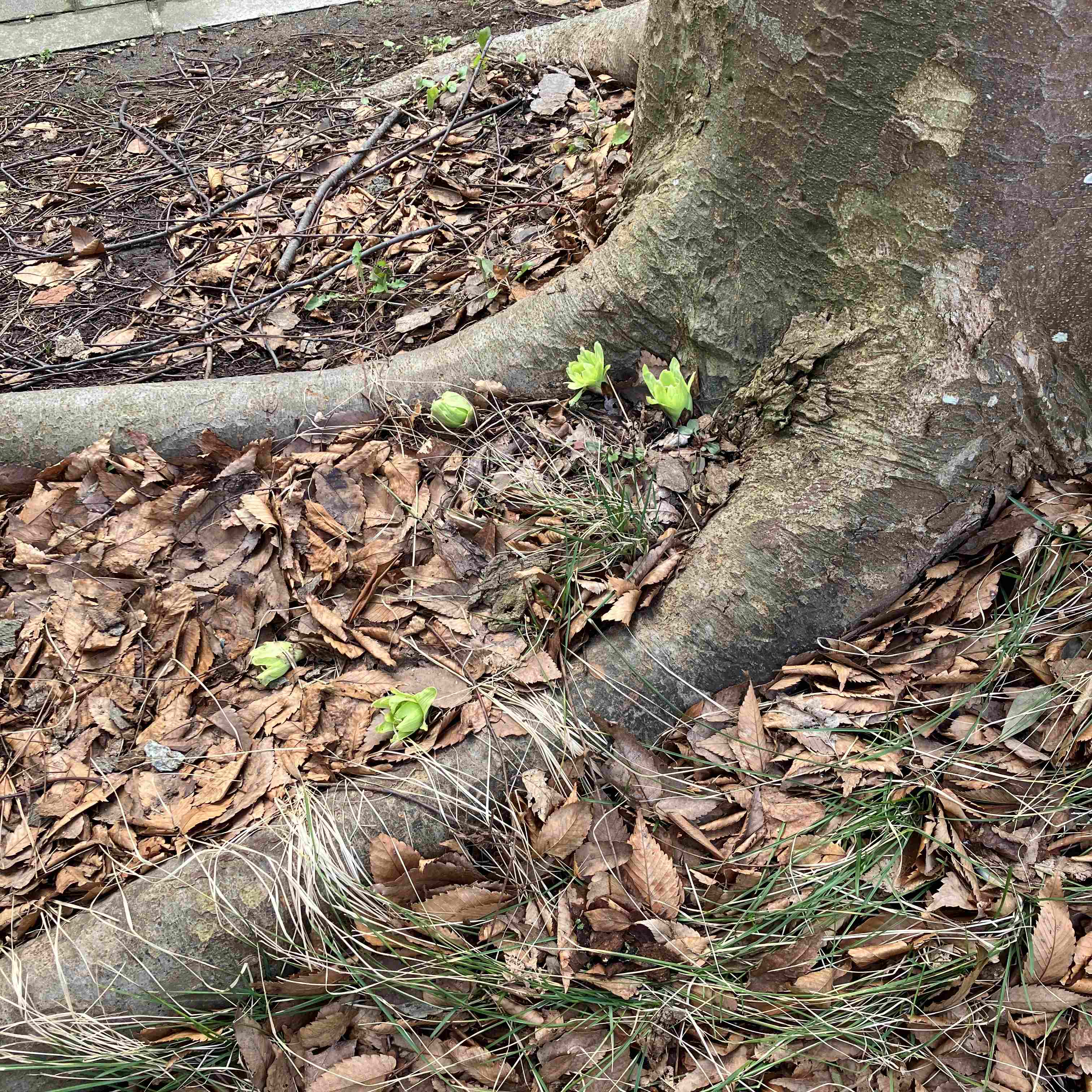 【鍋ブログ】😋 秋田ビルテックのブログ 写真2