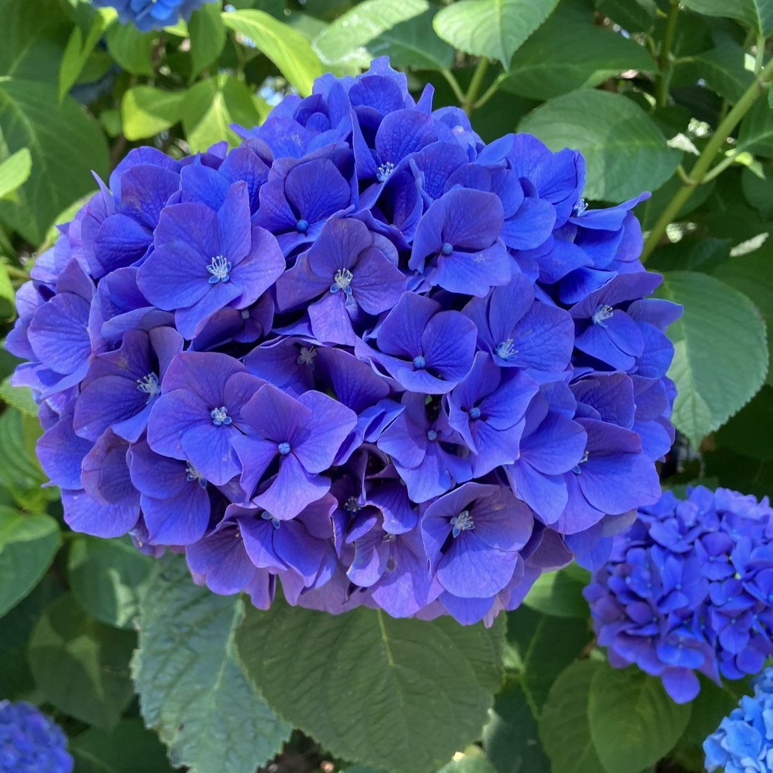AKBT土崎港店【花観察】紫陽花😊 AKBT 土崎港店のブログ 写真2