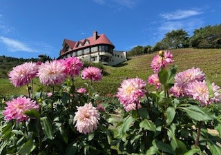 秋晴れに色鮮やかなダリア AKBT 土崎港店のブログ 写真1