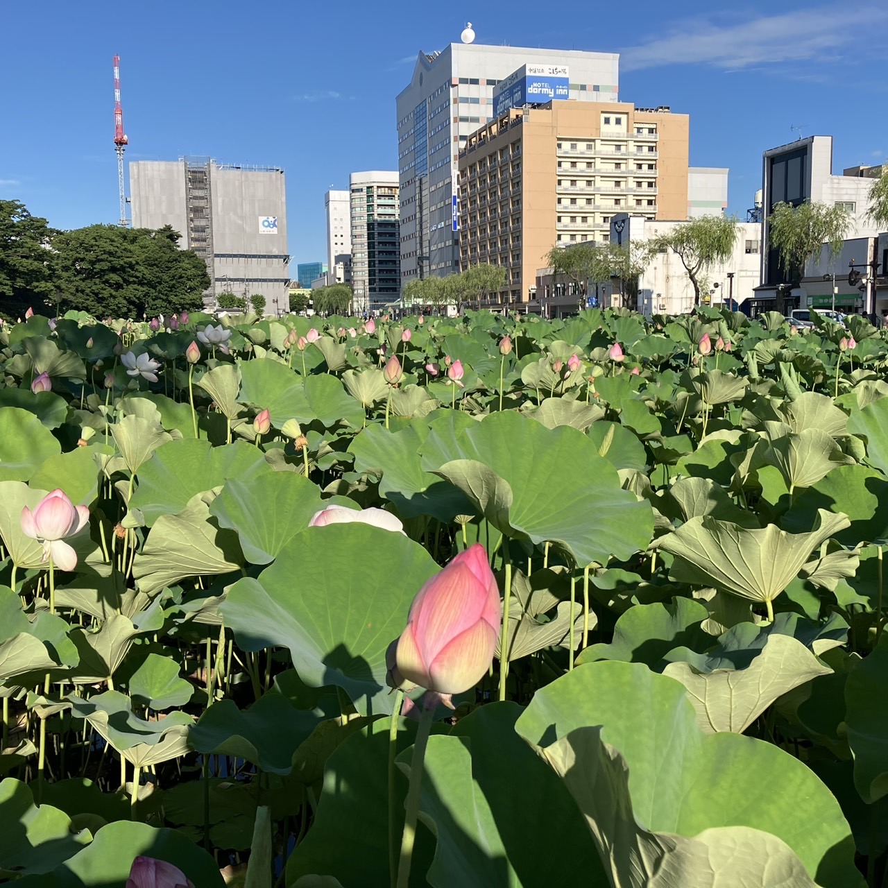 AKBT土崎港店【花観察】蓮の花😊 AKBT 土崎港店のブログ 写真1