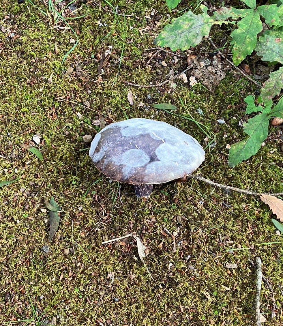 AKBT土崎港店【キノコ ブログ】食べたら危険なキノコ🍄その後・・・ AKBT 土崎港店のブログ 写真2