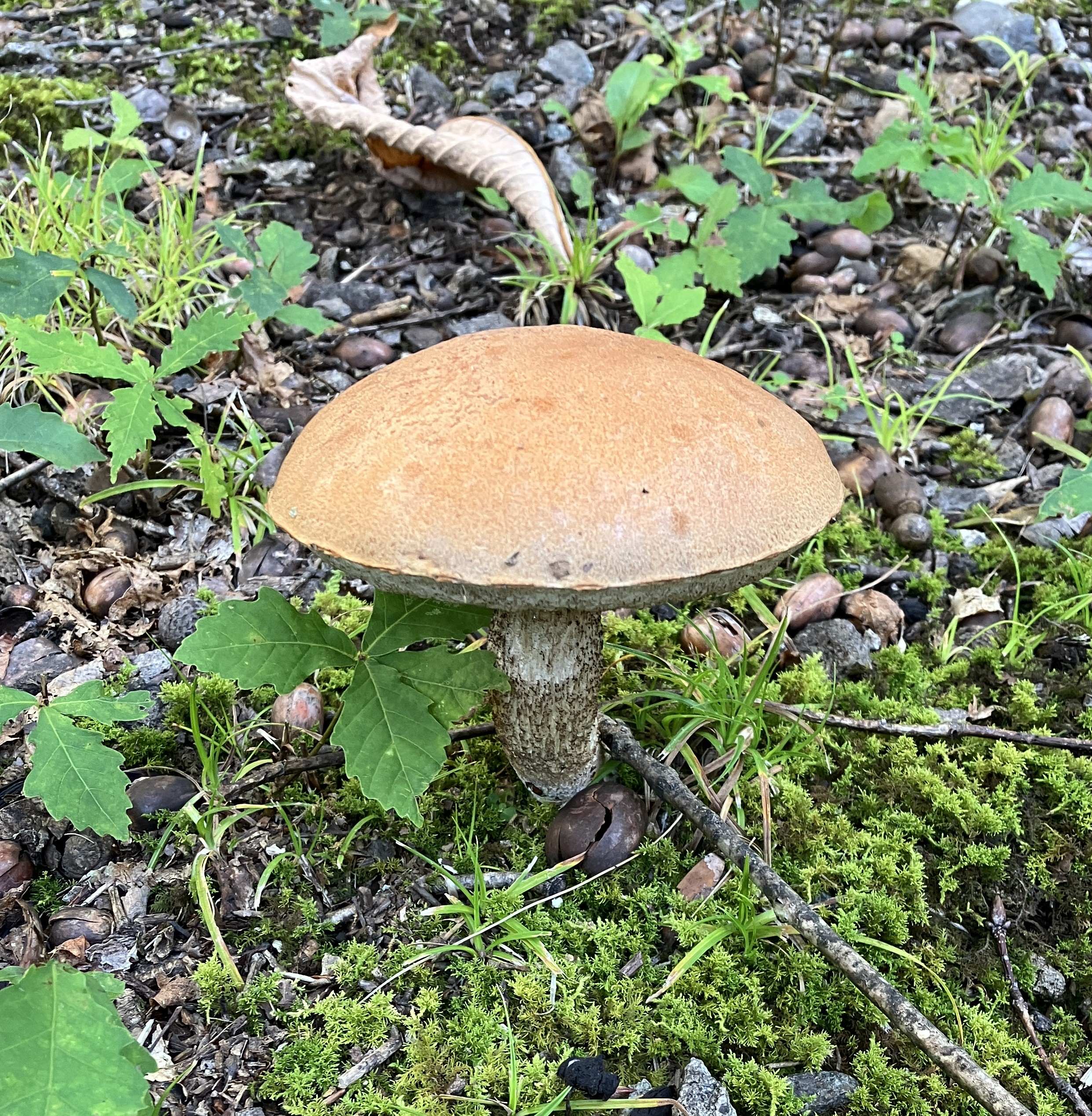 AKBT土崎港店【キノコ ブログ】食べたら危険なキノコ🍄 AKBT 土崎港店のブログ 写真3