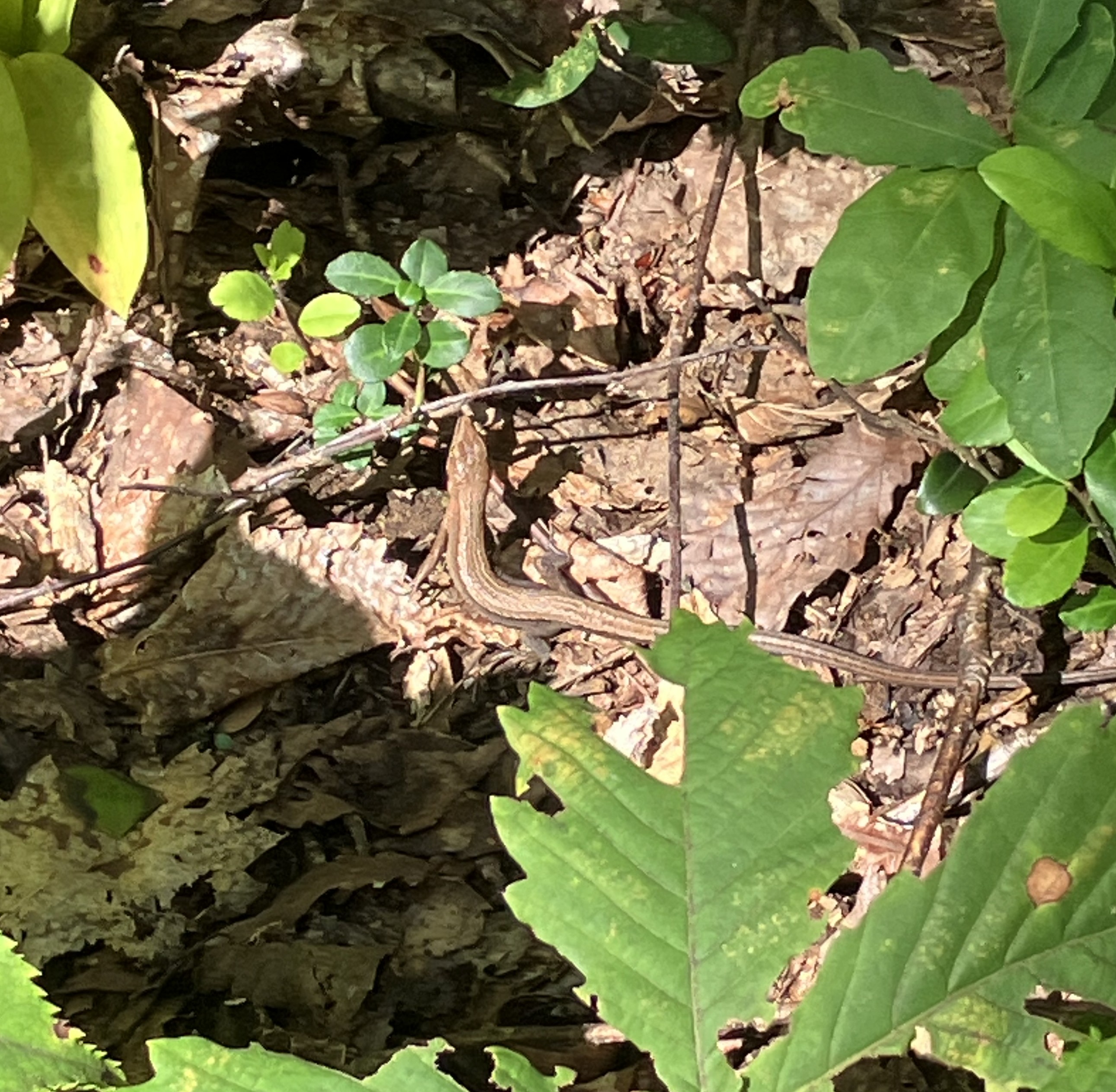 AKBT土崎港店【🐍爬虫類ブログ🐍】カナヘビ AKBT 土崎港店のブログ 写真1