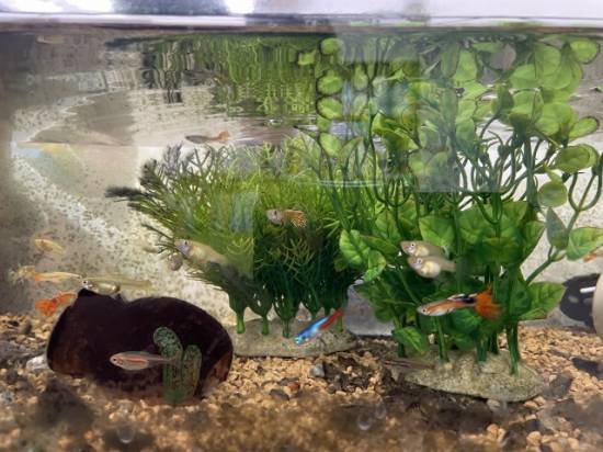 魚たちの写真