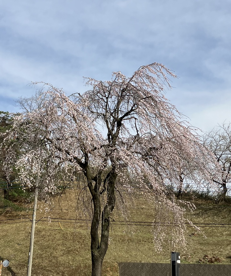 入学シーズン🌸 Reプレイス高崎のブログ 写真1