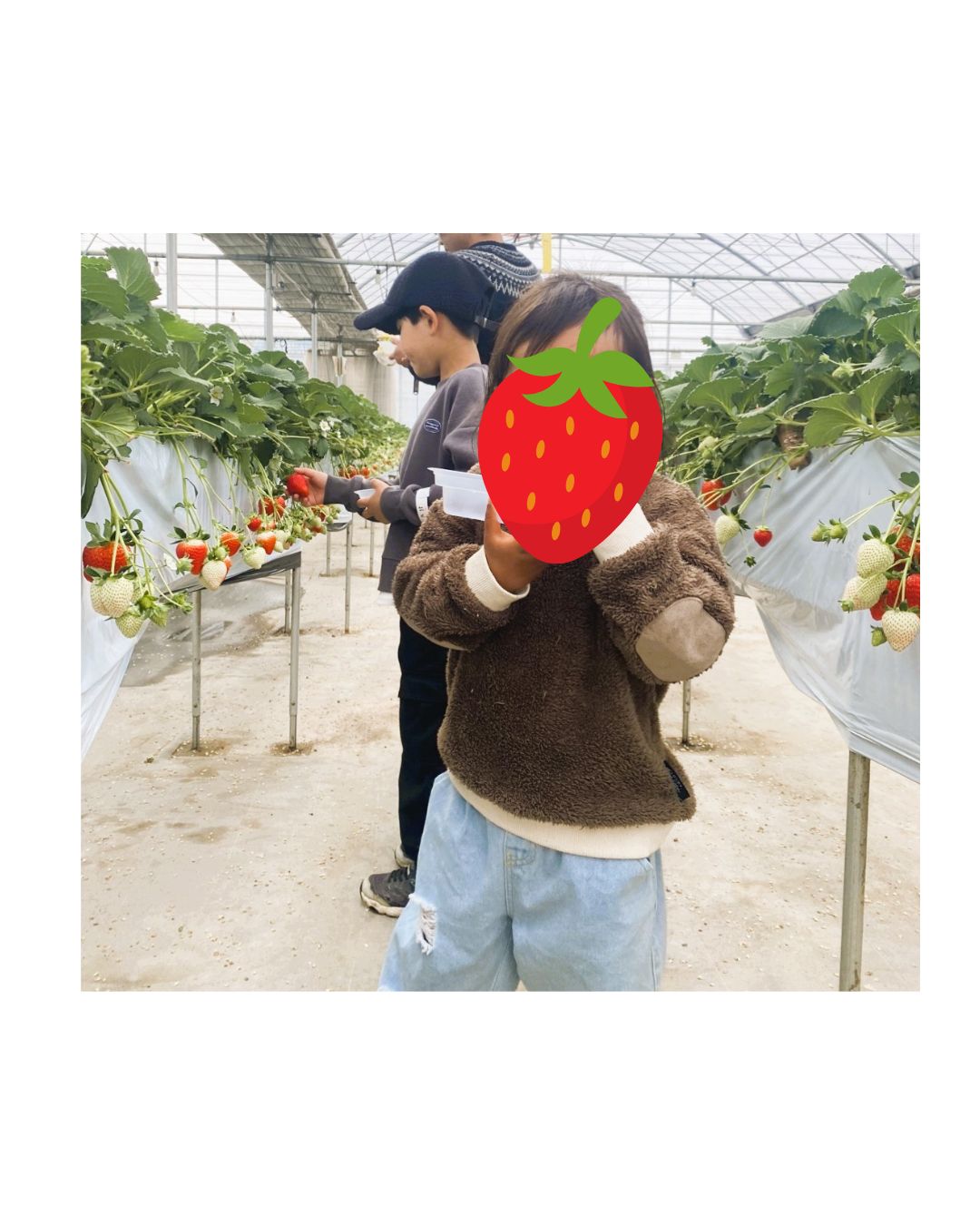 いちご狩りの季節がやってきました!! Reプレイス高崎のブログ 写真1