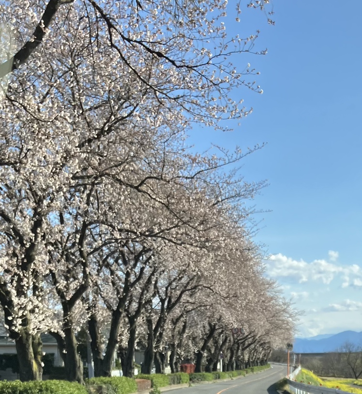 春が来ました！暑さを軽減✊ Reプレイス高崎のブログ 写真1