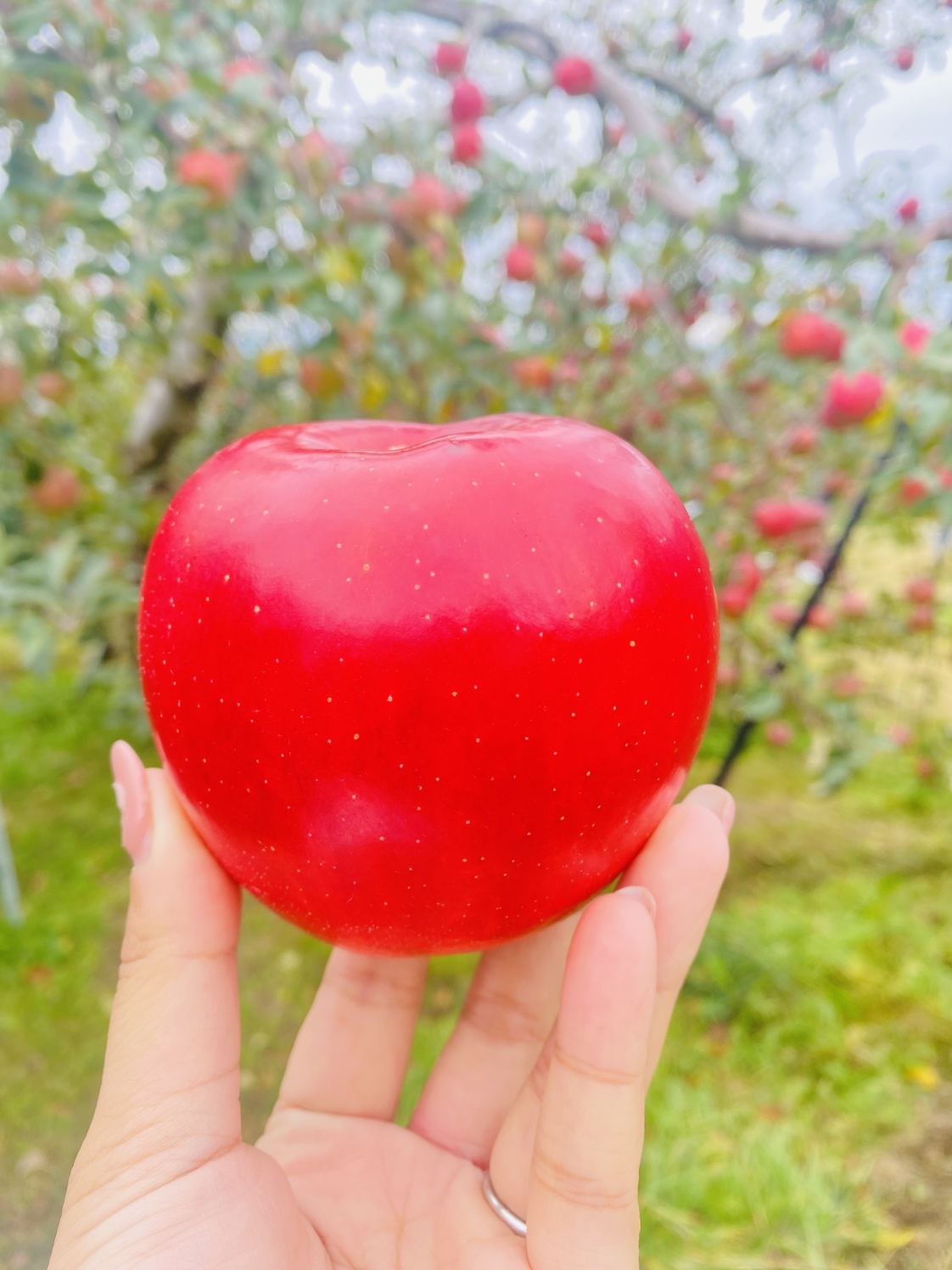 紅葉🍂🍁 Reプレイス高崎のブログ 写真1