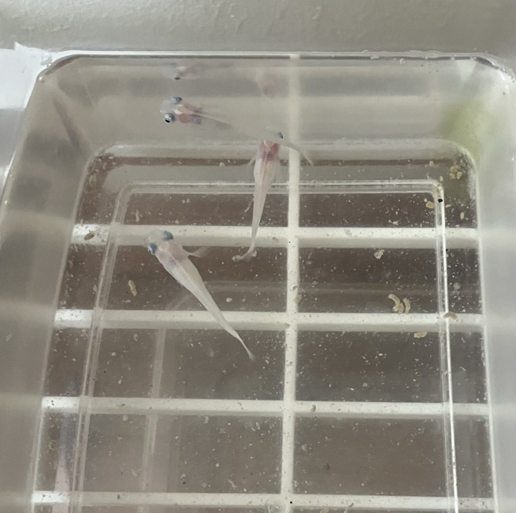 我が家の生き物たち Reプレイス高崎のブログ 写真2