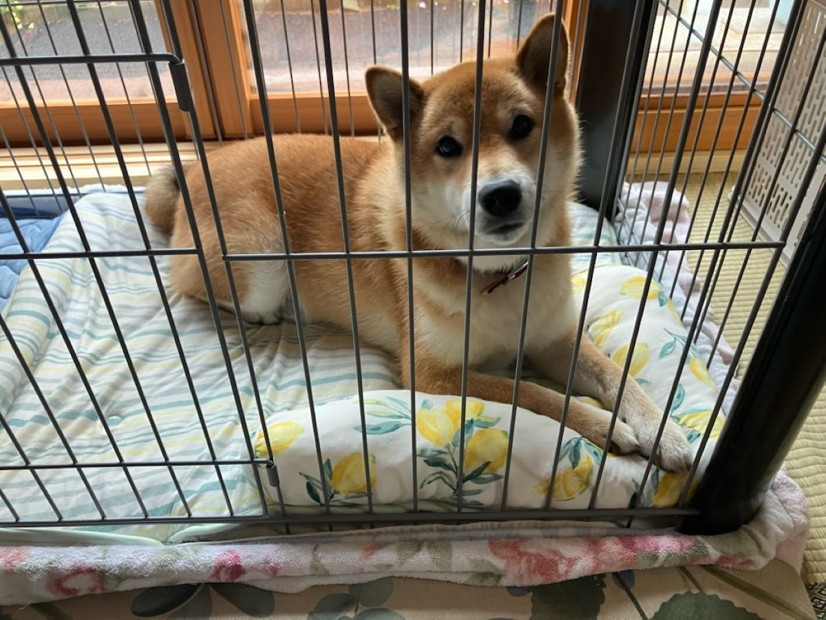 MBT栗原 若柳店の飼い犬と一緒に快適生活のお客さまの声の写真1