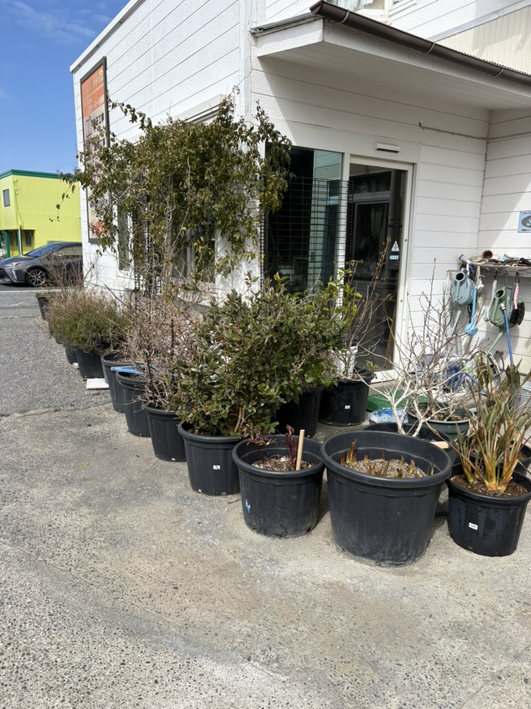 実は社長が育てています!お店前のお花たち🌸 広井トーヨー住器のブログ 写真2