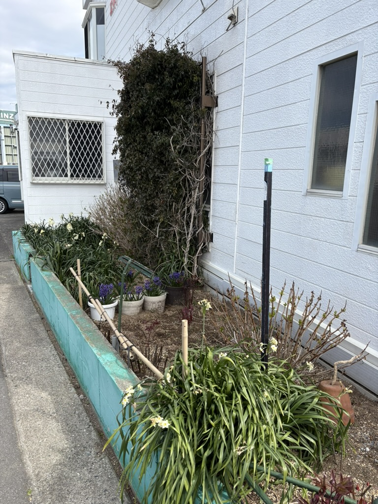 実は社長が育てています！お店前のお花たち🌸 広井トーヨー住器のブログ 写真1