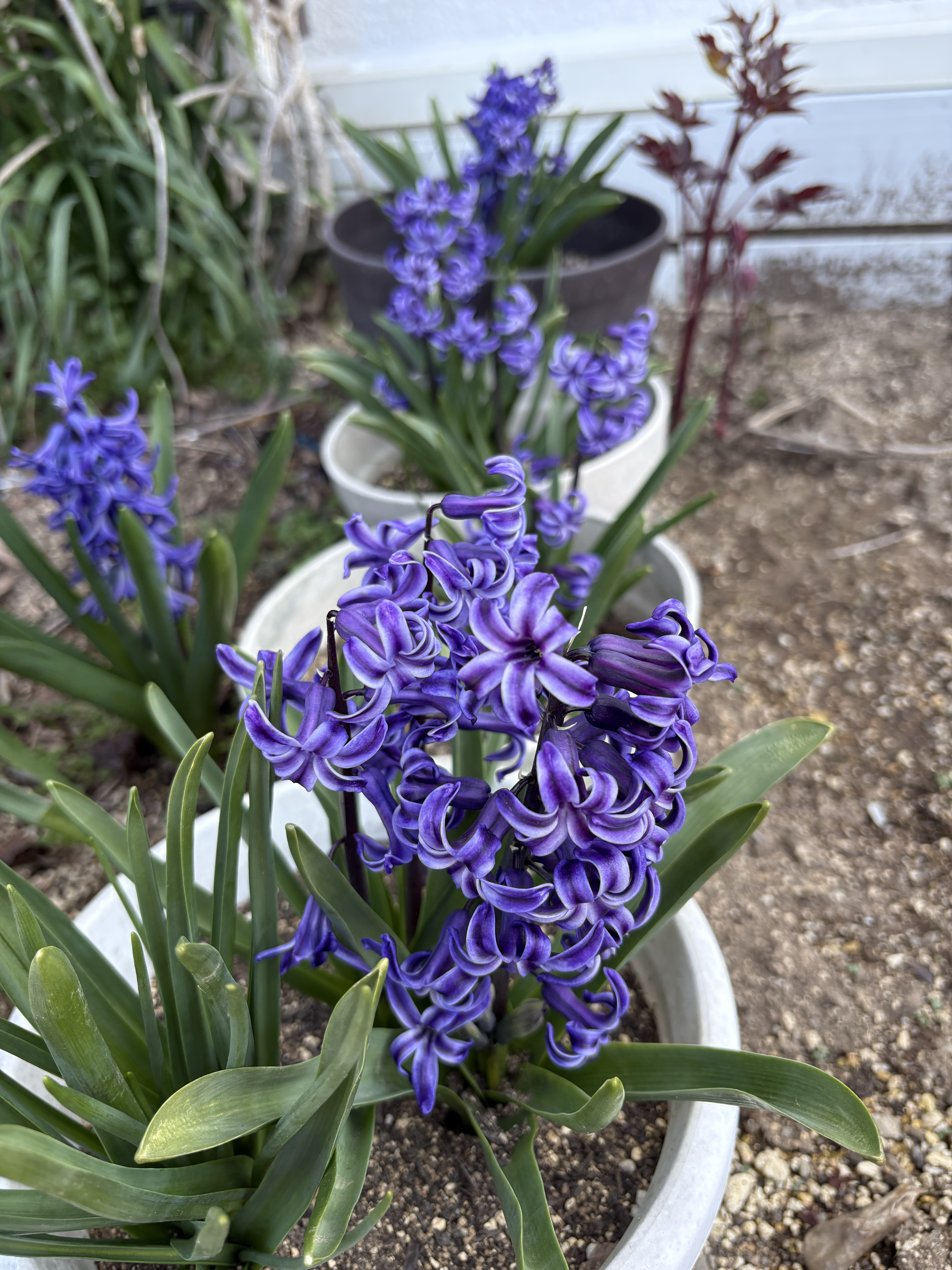 実は社長が育てています!お店前のお花たち🌸 広井トーヨー住器のブログ 写真3