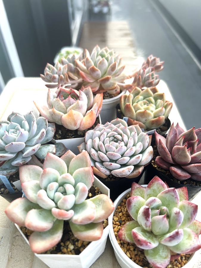 植欲の秋 千葉南トーヨー住器のブログ 写真1