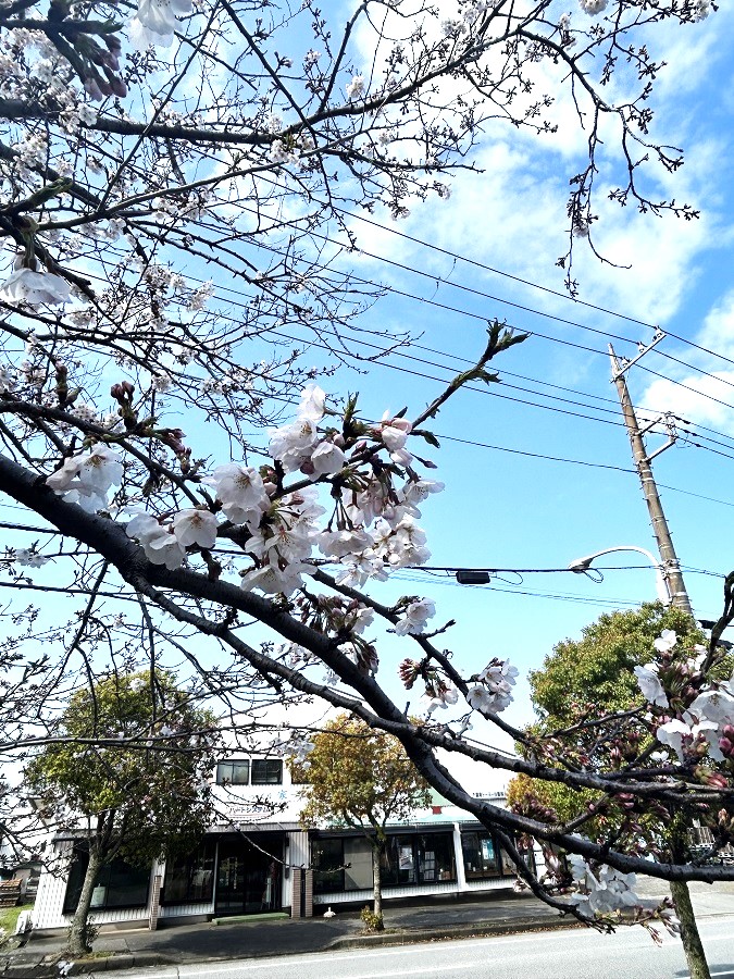 花冷えからの 千葉南トーヨー住器のブログ 写真1