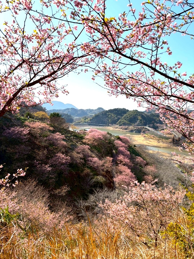 お花見 千葉南トーヨー住器のブログ 写真1