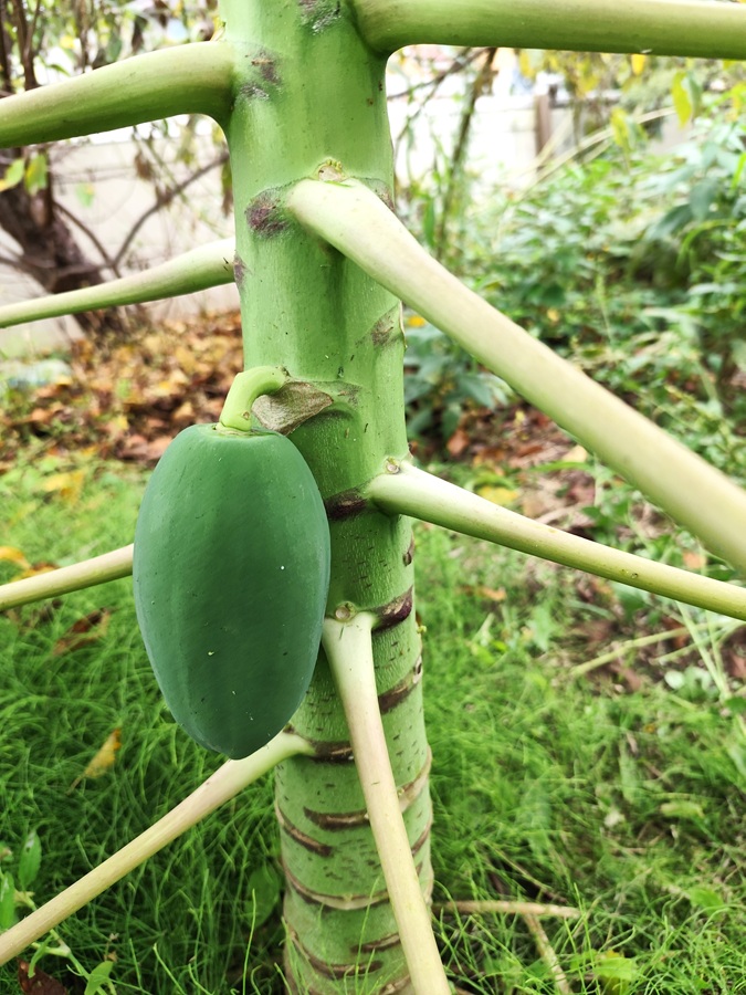 冬のパパイヤ~♪ 千葉南トーヨー住器のブログ 写真1