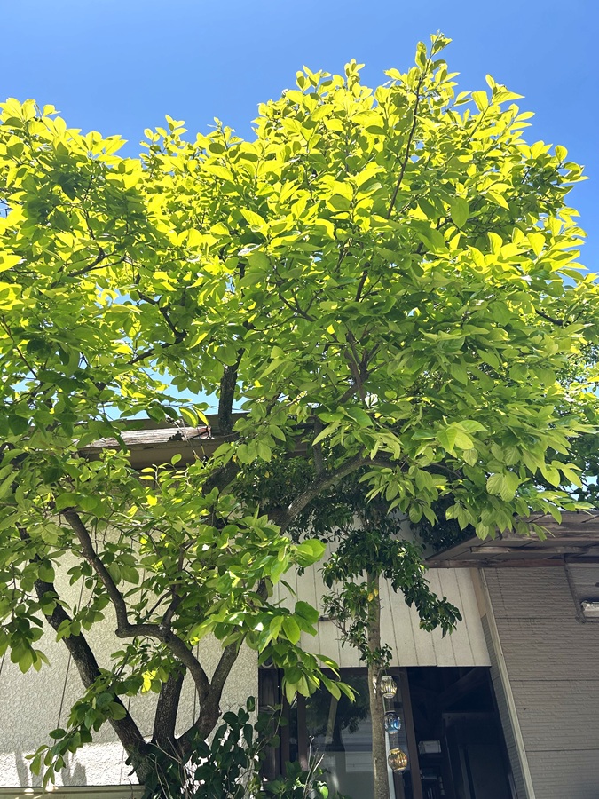 新緑 千葉南トーヨー住器のブログ 写真1
